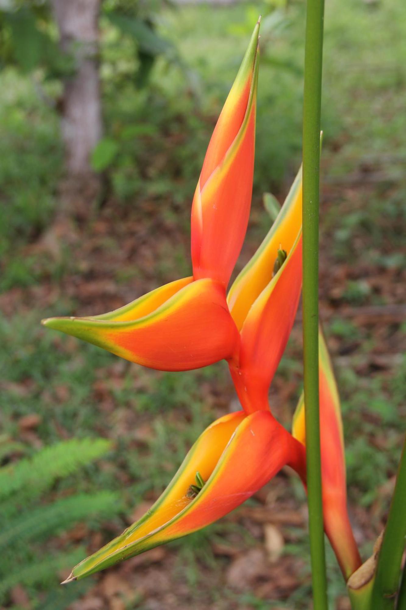 Purachata Ecolodge Iquitos Kültér fotó