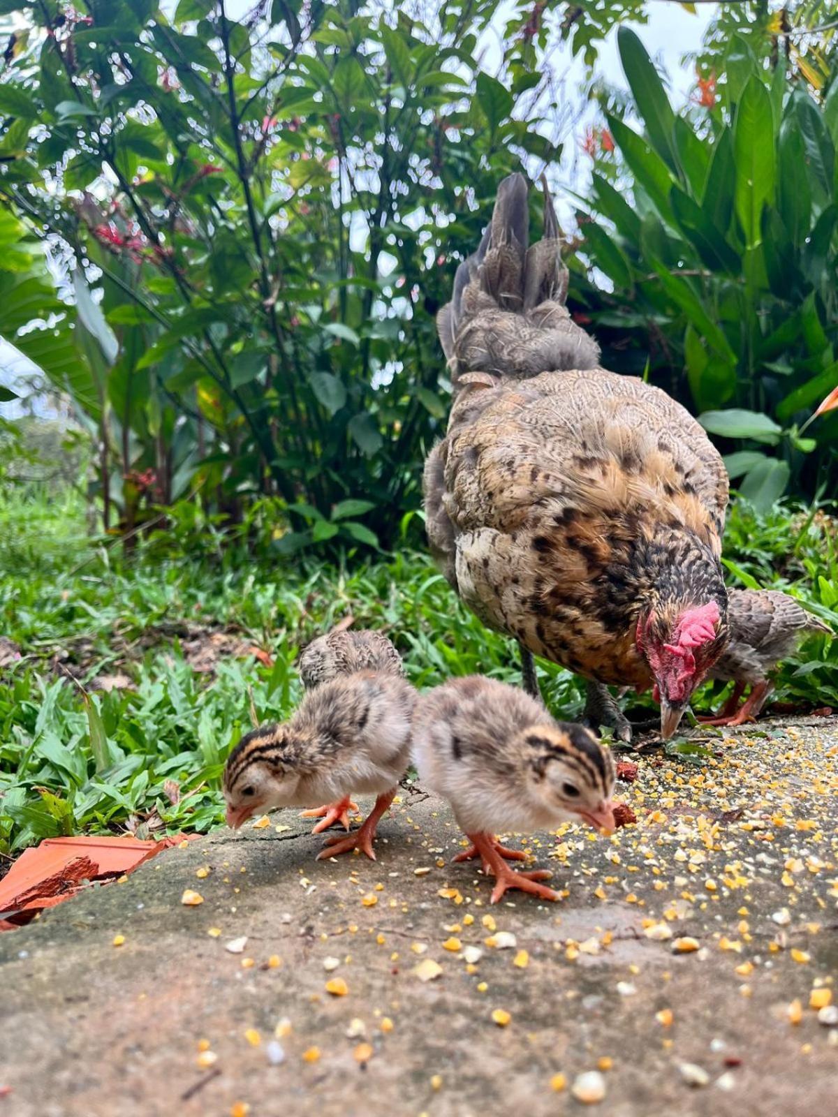 Purachata Ecolodge Iquitos Kültér fotó