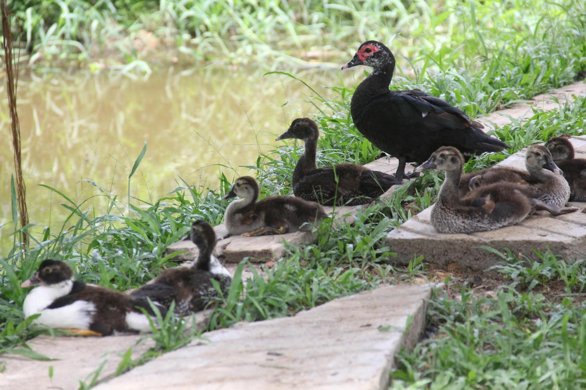 Purachata Ecolodge Iquitos Kültér fotó